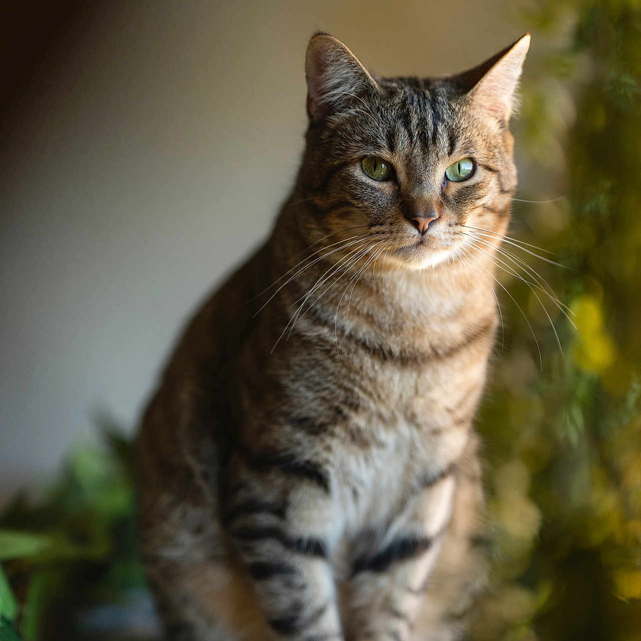 Dune is registered to the contest to win money with this photo: abyssinian, animal, cat, kitten, manx, pet