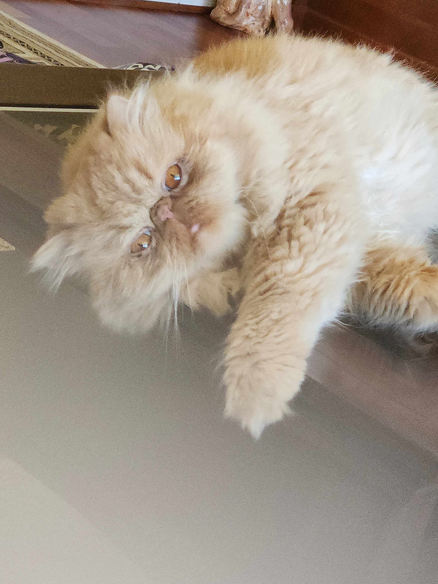 Chase is registered to the contest to win money with this photo: cat, persian_cat, fluffy, cream_color, indoor, wooden_floor, pet, feline, animal, cute, lying_down, curious, close_up, whiskers, ears, face, eyes, fur, domestic_cat, relaxed