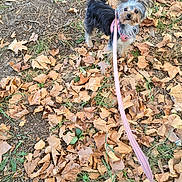 Laila is registered to the contest to win money with this photo: dog, leash, autumn, leaves, outdoor, small_dog, pink_harness, brown_leaves, grass, earth, pet, animal, cute, fur, ears, walking, nature, season, fall, alert