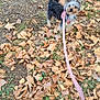 dog, leash, autumn, leaves, outdoor, small_dog, pink_harness, brown_leaves, grass, earth, pet, animal, cute, fur, ears, walking, nature, season, fall, alert