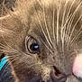 Ash joined the competition — help win amazing prizes! cat, close_up, whiskers, eye, nose, fur, pet, animal, curious, face, muzzle, domestic_animal, feline, indoor, soft, texture, closeup, portrait, cute, focus