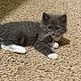cat, kitten, gray_fur, white_paws, whiskers, carpet, indoor, pet, cute, animal, young, feline, curious, lying_down, small, soft, fur, domestic, playful, resting