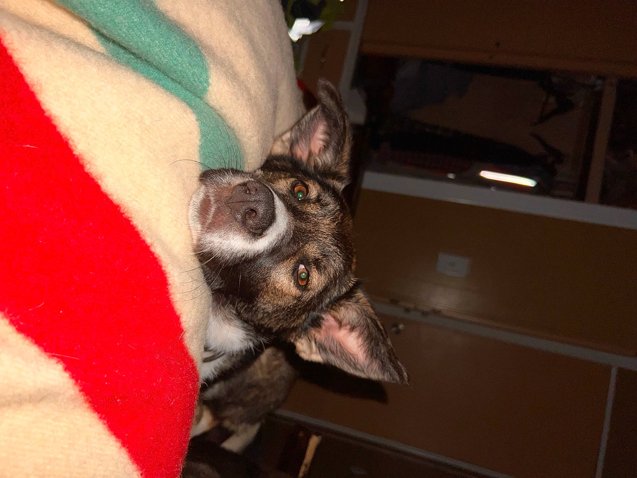 Stetson is registered to the contest to win money with this photo: boston_terrier, canidae, carmine, carnivore, comfort, companion_dog, dog, dog_breed, ear, fawn, flesh, fur, guard_dog, liver, non_sporting_group, small_to_medium_sized_cats, sporting_group, toy_dog, whiskers, working_animal