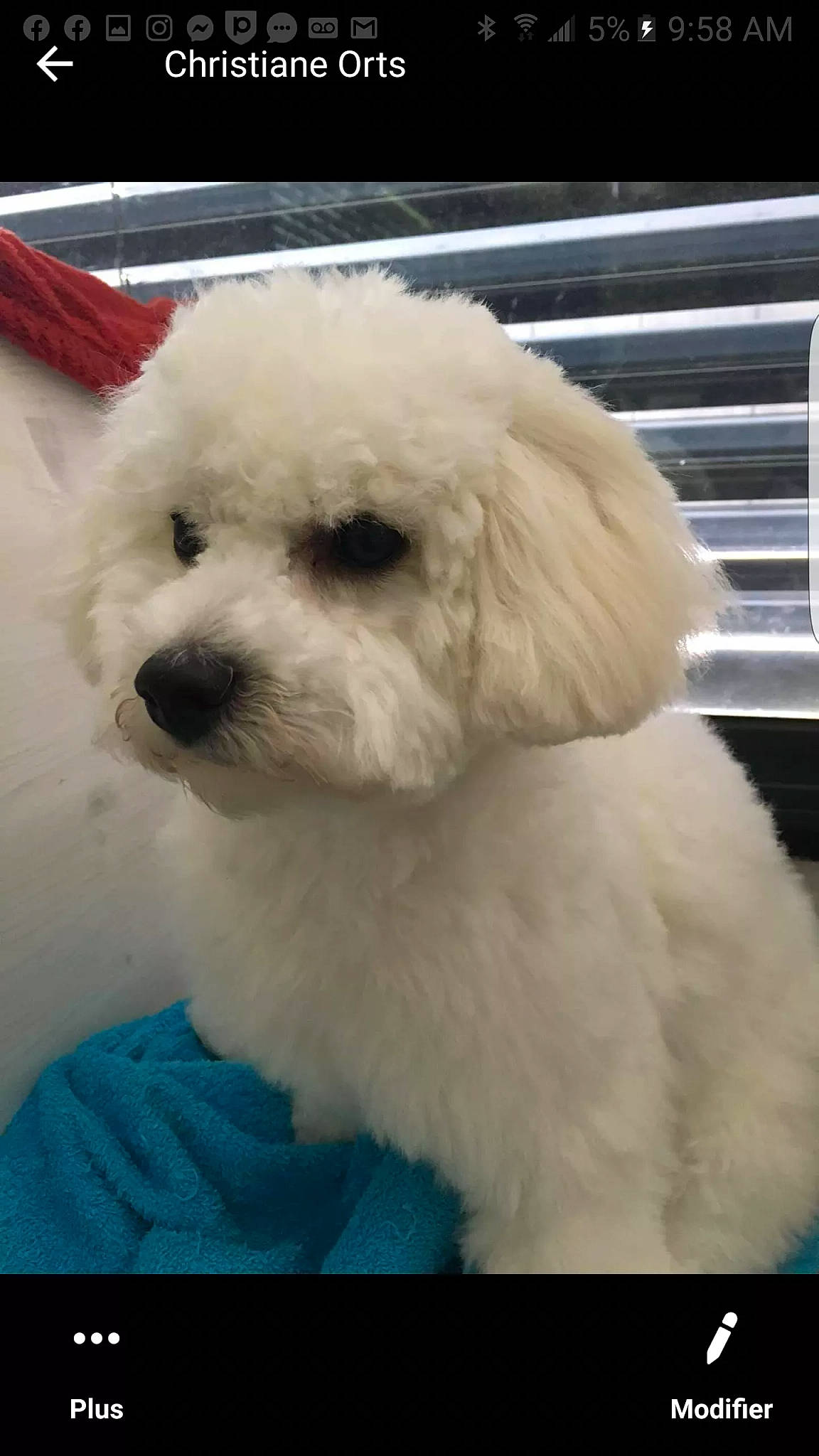 Olly participe au concours pour gagner de l'argent avec cette photo : bichon, bichon_frise, bolognese, bolonka, canidae, carnivore, companion_dog, coton_de_tulear, dog, dog_breed, havanese, maltepoo, maltese, mammal, miniature_poodle, non_sporting_group, nose, puppy, toy_poodle, vertebrate