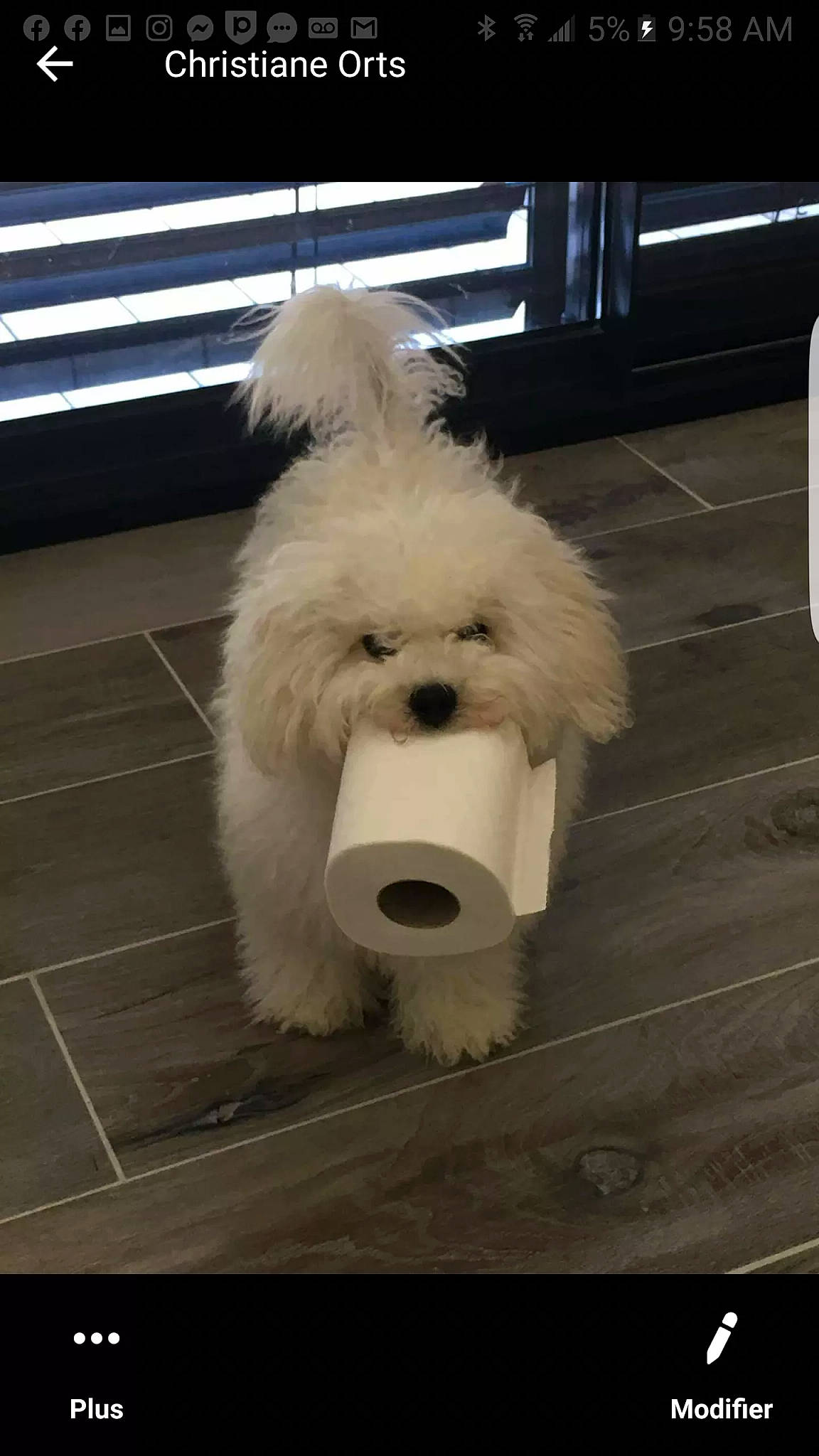 Olly participe au concours pour gagner de l'argent avec cette photo : bichon, bichon_frise, bolognese, bolonka, canidae, carnivore, companion_dog, coton_de_tulear, dog, dog_breed, havanese, kyi_leo, maltepoo, maltese, mammal, non_sporting_group, old_english_sheepdog, toy_dog, toy_poodle, vertebrate