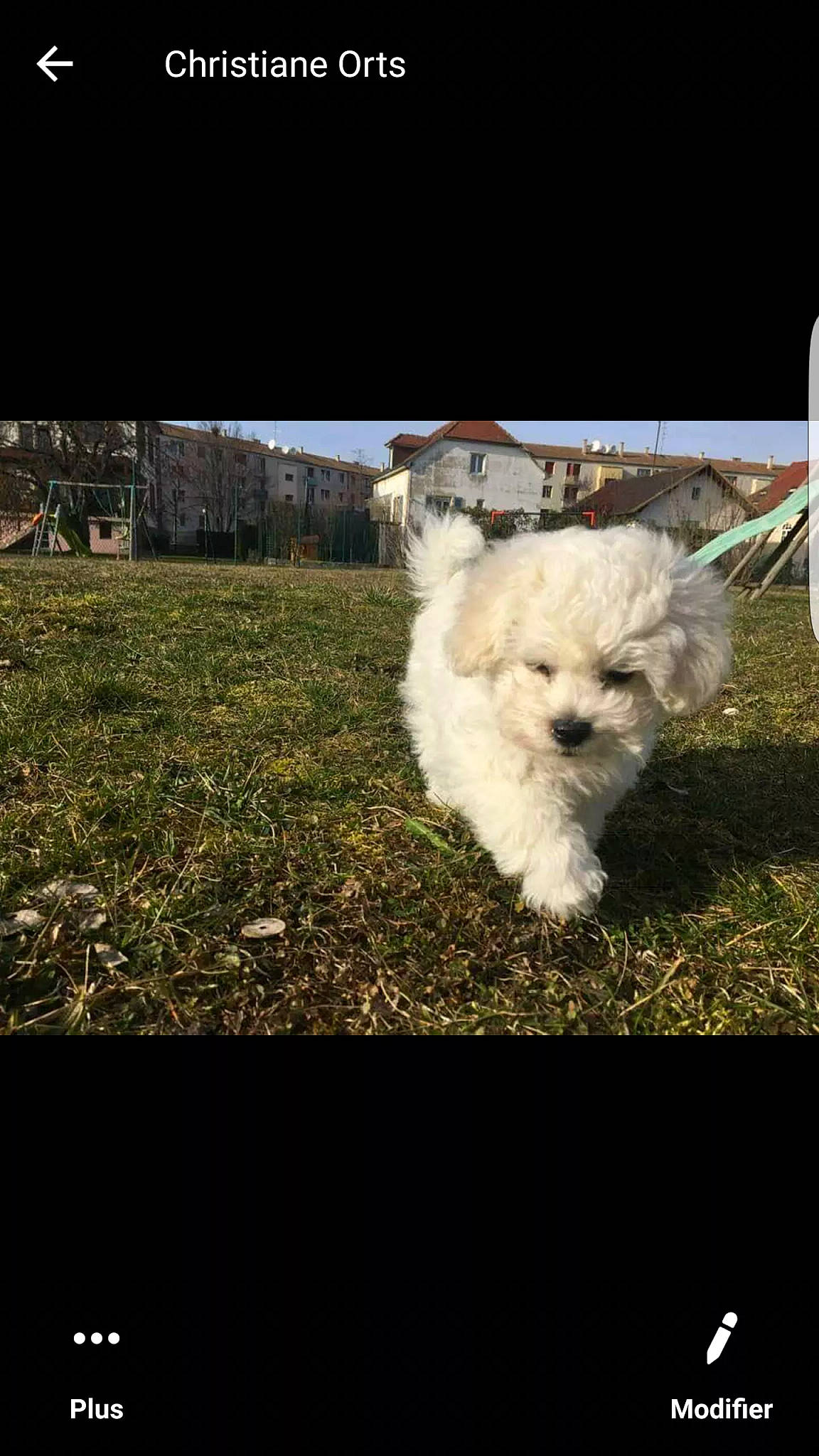 Olly a rejoint le concours — aidez-le/la à gagner de superbes lots ! bichon, bichon_frise, bolognese, canidae, carnivore, cavachon, companion_dog, coton_de_tulear, dog, dog_breed, havanese, maltese, mammal, puppy, rare_breed_dog, sporting_group, terrier, toy_dog, vertebrate, west_highland_white_terrier