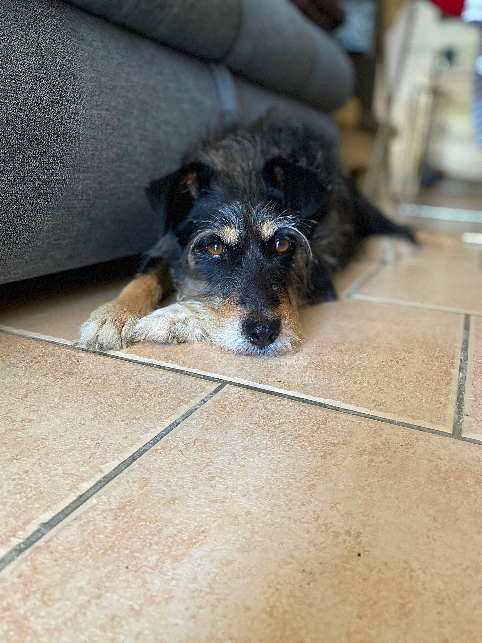 Ina a rejoint le concours — aidez-le/la à gagner de superbes lots ! canidae, carnivore, comfort, companion_dog, couch, dog, dog_breed, electric_blue, floor, flooring, fur, hardwood, paw, puppy, snout, sporting_group, terrestrial_animal, working_animal, working_dog, working_terrier