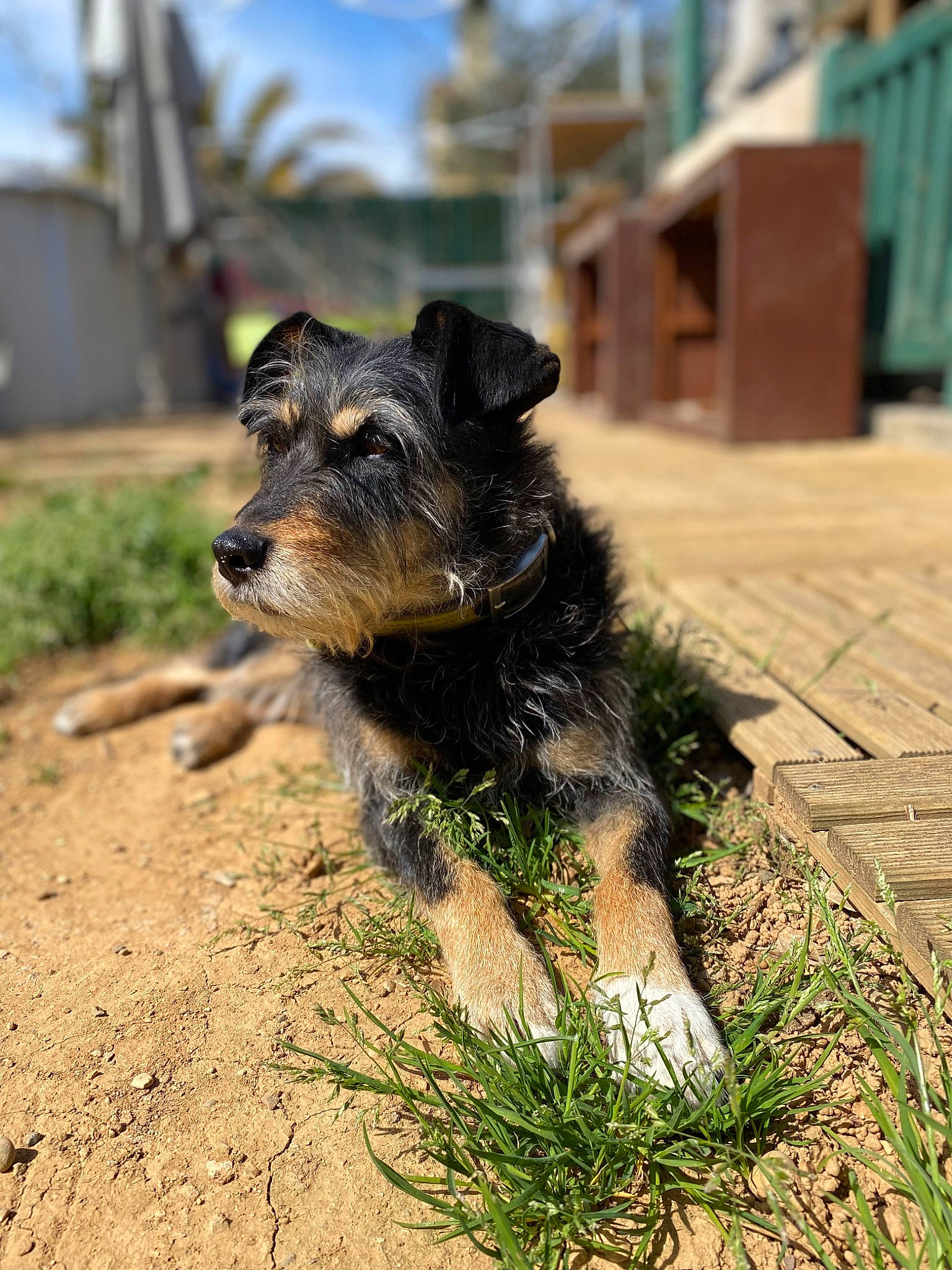 Ina a rejoint le concours — aidez-le/la à gagner de superbes lots ! canidae, carnivore, cloud, companion_dog, dog, dog_breed, fawn, grass, plant, puppy, sky, small_terrier, soil, sporting_group, tail, terrestrial_animal, terrier, working_animal, working_dog, working_terrier