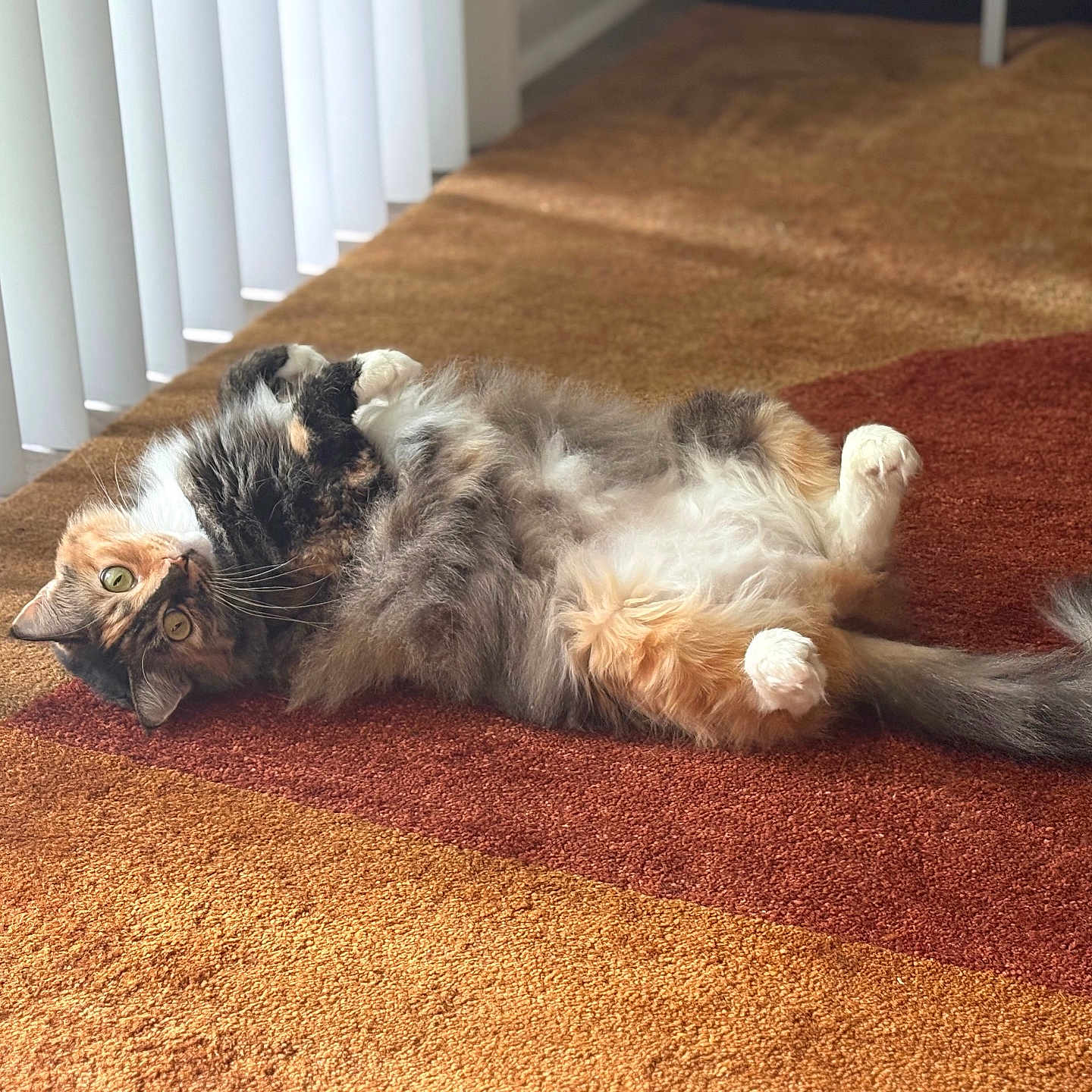 Plum is registered to the contest to win money with this photo: cat, fluffy, multicolored, carpet, sunlight, vertical_blinds, indoor, pet, playful, relaxed, feline, curious, whiskers, tail, paws, home, cozy, lying_down, domestic_animal, fur