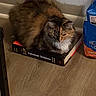 cat, book, forensic_science, floor, indoor, pet_food, feline, fluffy, multicolored, cozy, curious, perched, domestic, wooden_floor, reading, study, animal, resting, quiet, corner