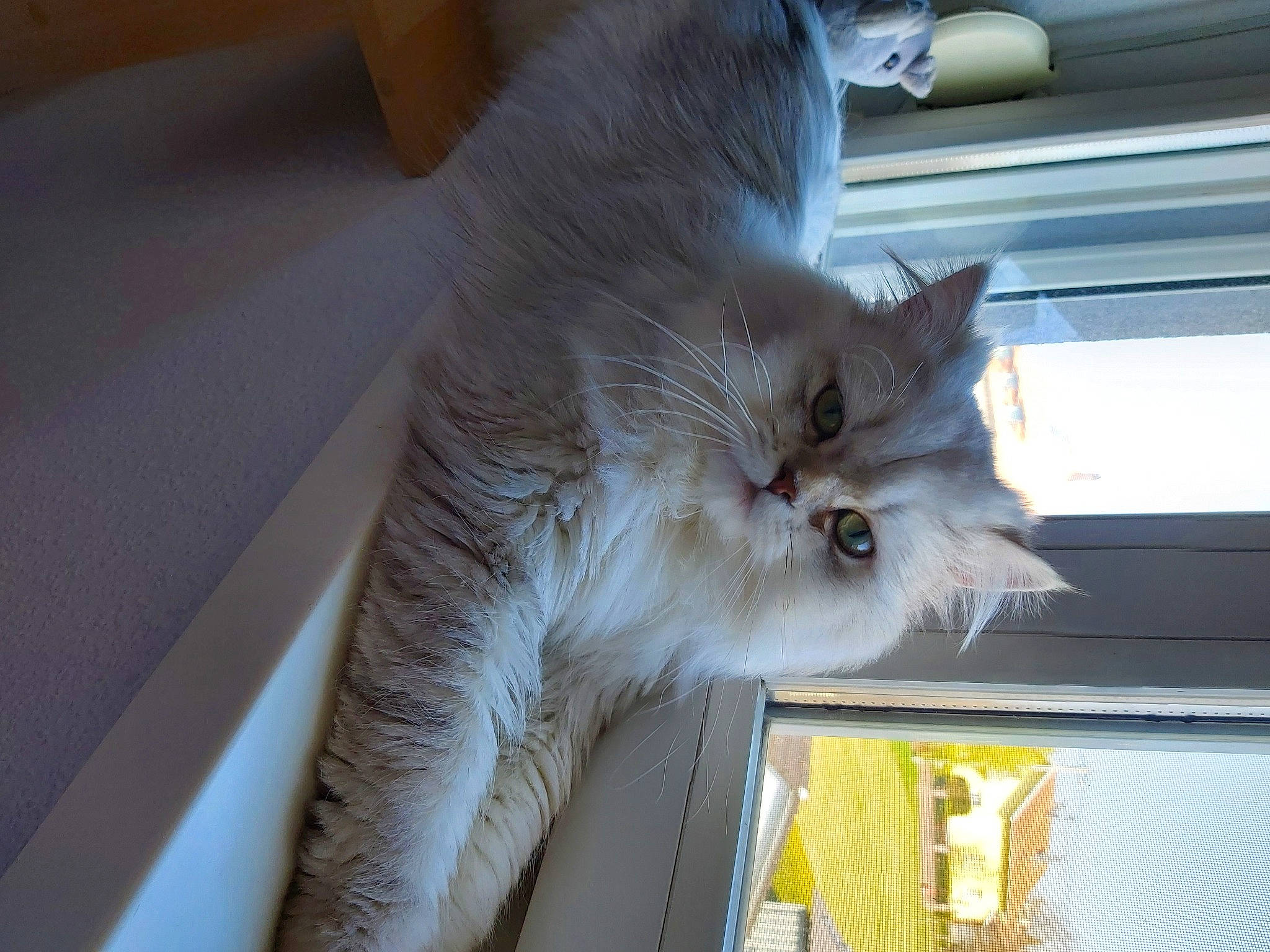 Hades participe au concours pour gagner de l'argent avec cette photo : asian, british_longhair, british_semi_longhair, burmilla, carnivore, cat, domestic_long_haired_cat, domestic_short_haired_cat, felidae, kitten, mammal, norwegian_forest_cat, persian, ragamuffin, siberian, small_to_medium_sized_cats, turkish_angora, whiskers