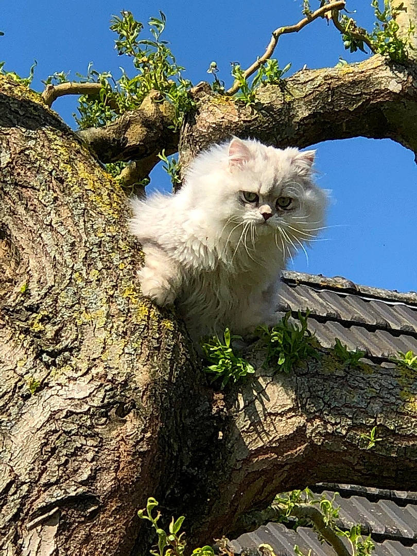 Hades participe au concours pour gagner de l'argent avec cette photo : aegean_cat, branch, british_semi_longhair, carnivore, cat, domestic_long_haired_cat, felidae, fur, norwegian_forest_cat, persian, plant, ragamuffin, ragdoll, siberian, small_to_medium_sized_cats, spring, tree, turkish_angora, turkish_van, whiskers