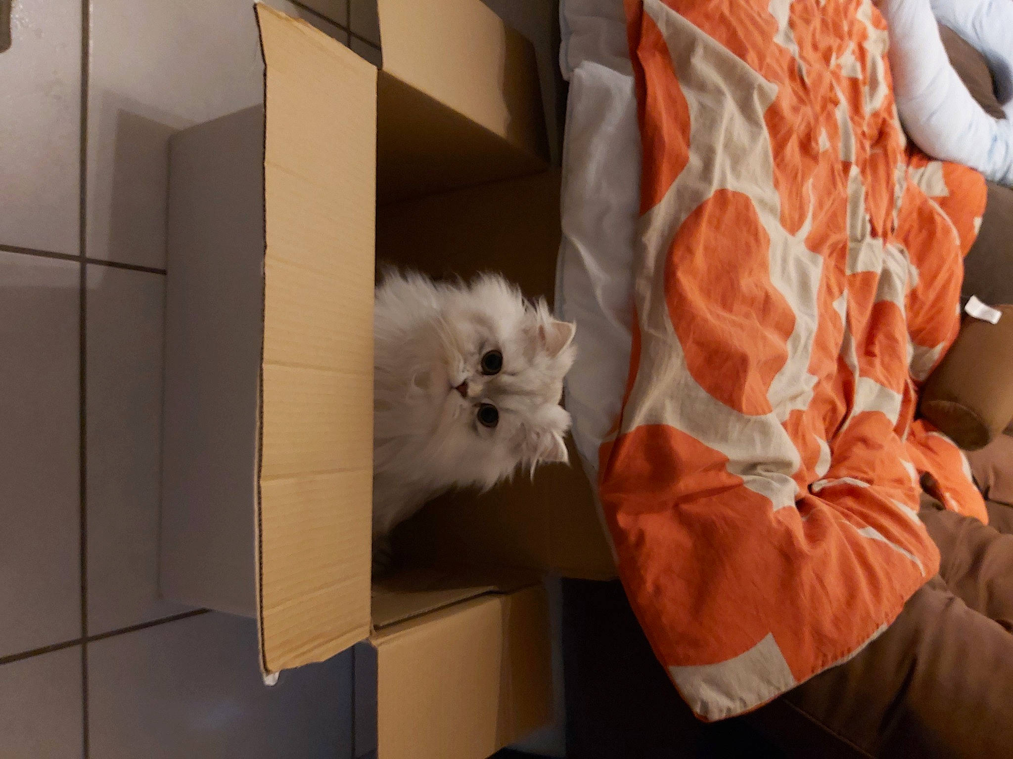 Hades a rejoint le concours — aidez-le/la à gagner de superbes lots ! british_longhair, carnivore, cat, felidae, kitten, norwegian_forest_cat, persian, ragdoll, small_to_medium_sized_cats, turkish_van, whiskers