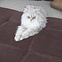cat, fluffy, white_cat, green_eyes, couch, brown_couch, living_room, furniture, pillow, pet, domestic_animal, relaxed, indoor, crossed_paws, fur, cute, animal, cozy, home, resting