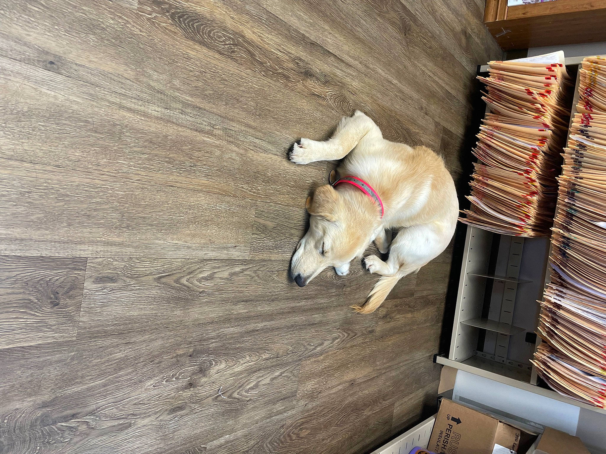 Biscuit is registered to the contest to win money with this photo: book, bookcase, carnivore, comfort, companion_dog, dog, dog_breed, dog_collar, dog_supply, floor, flooring, hardwood, pet_supply, plywood, publication, sporting_group, tail, toy_dog, wood, working_animal