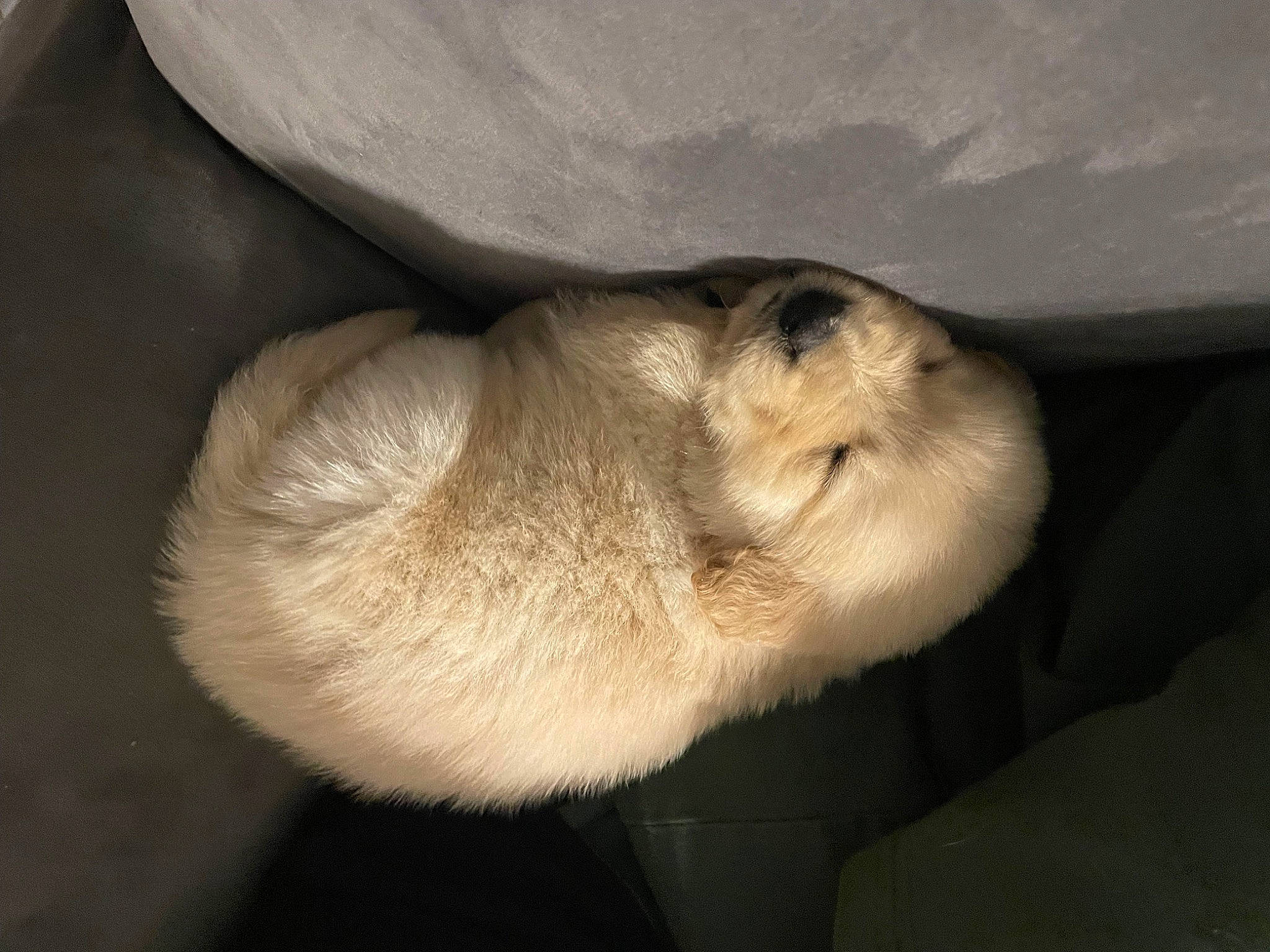 Biscuit joined the competition — help win amazing prizes! canidae, carnivore, cat, comfort, dog_breed, felidae, fur, marine_mammal, mustelidae, nap, siamese, sleep, small_to_medium_sized_cats, sporting_group, tail, terrestrial_animal, whiskers, wildlife