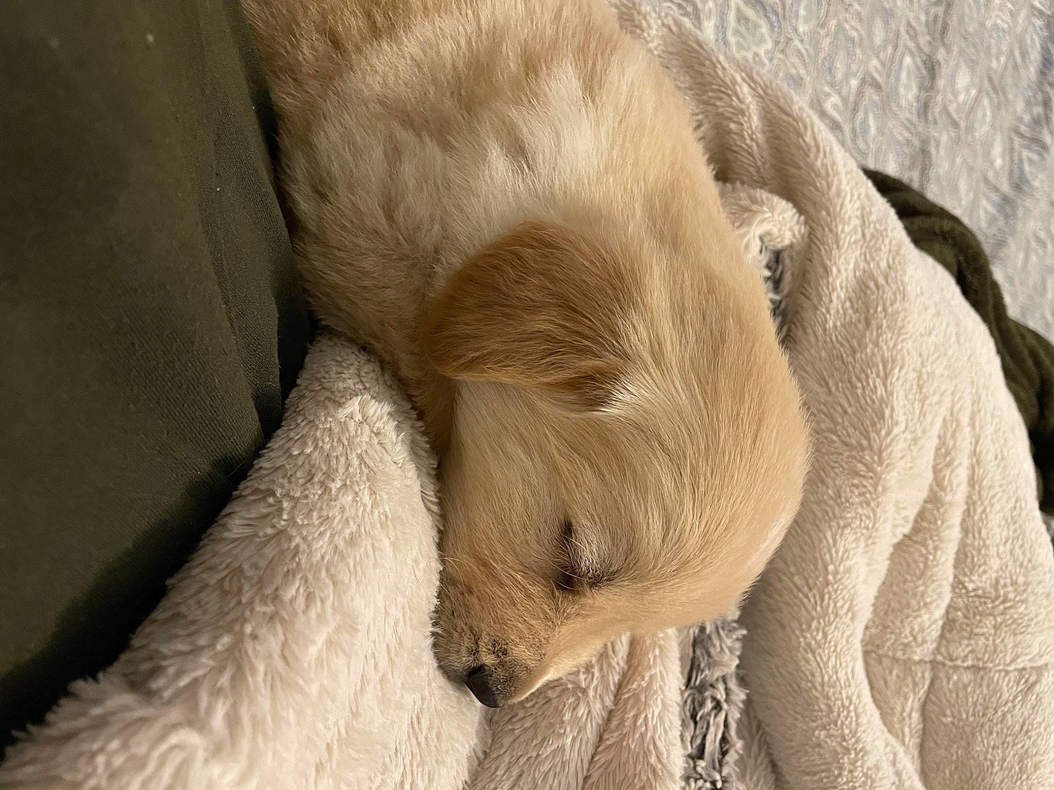 Biscuit joined the competition — help win amazing prizes! carnivore, comfort, ear, fawn, fur, natural_material, snout, terrestrial_animal, working_animal, wrinkle