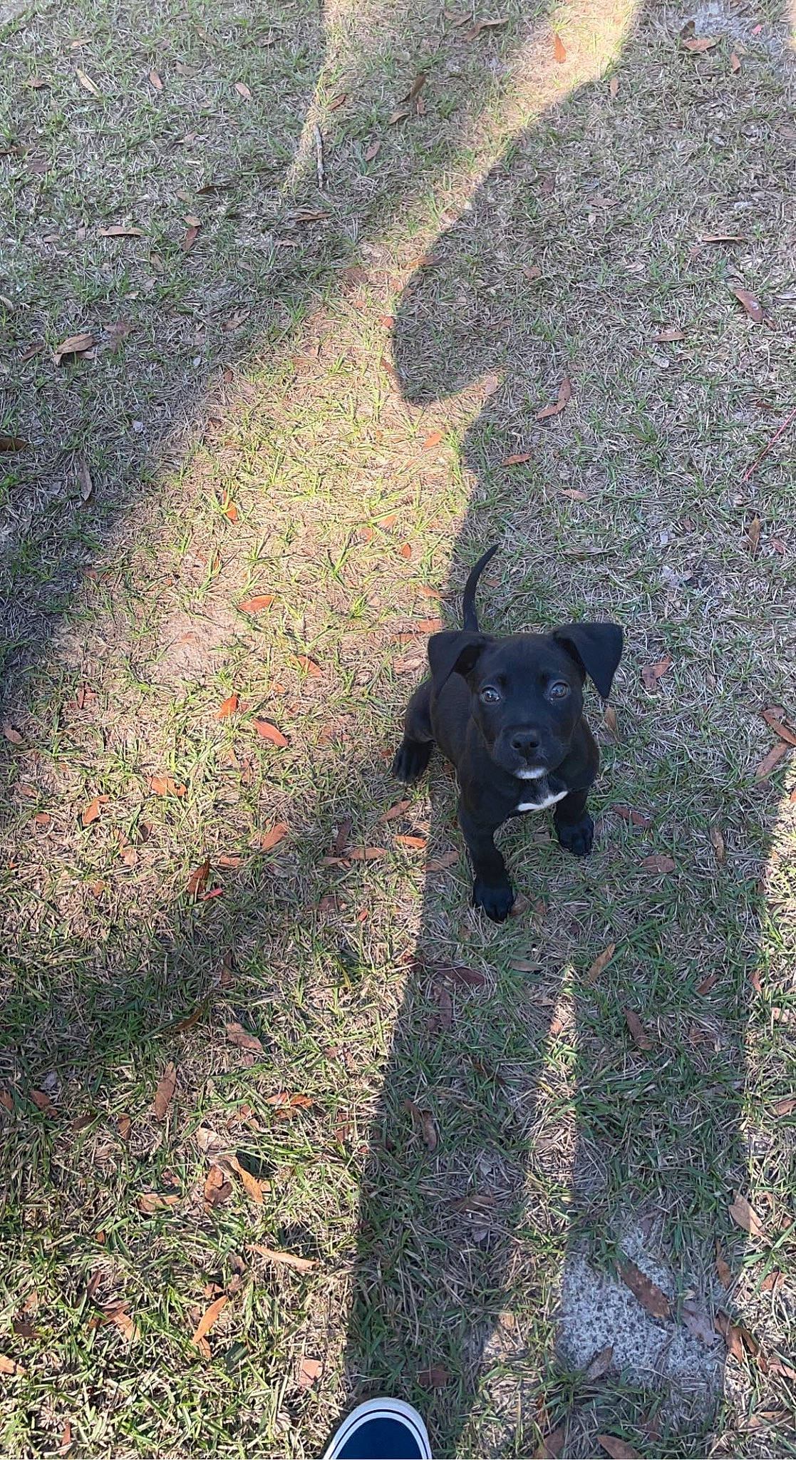 Kahlua is registered to the contest to win money with this photo: annual_plant, asphalt, borador, canidae, carnivore, dog, dog_breed, grass, groundcover, plant, road_surface, shadow, shrub, soil, sporting_group, tail, tar, terrestrial_animal, tints_and_shades, working_animal