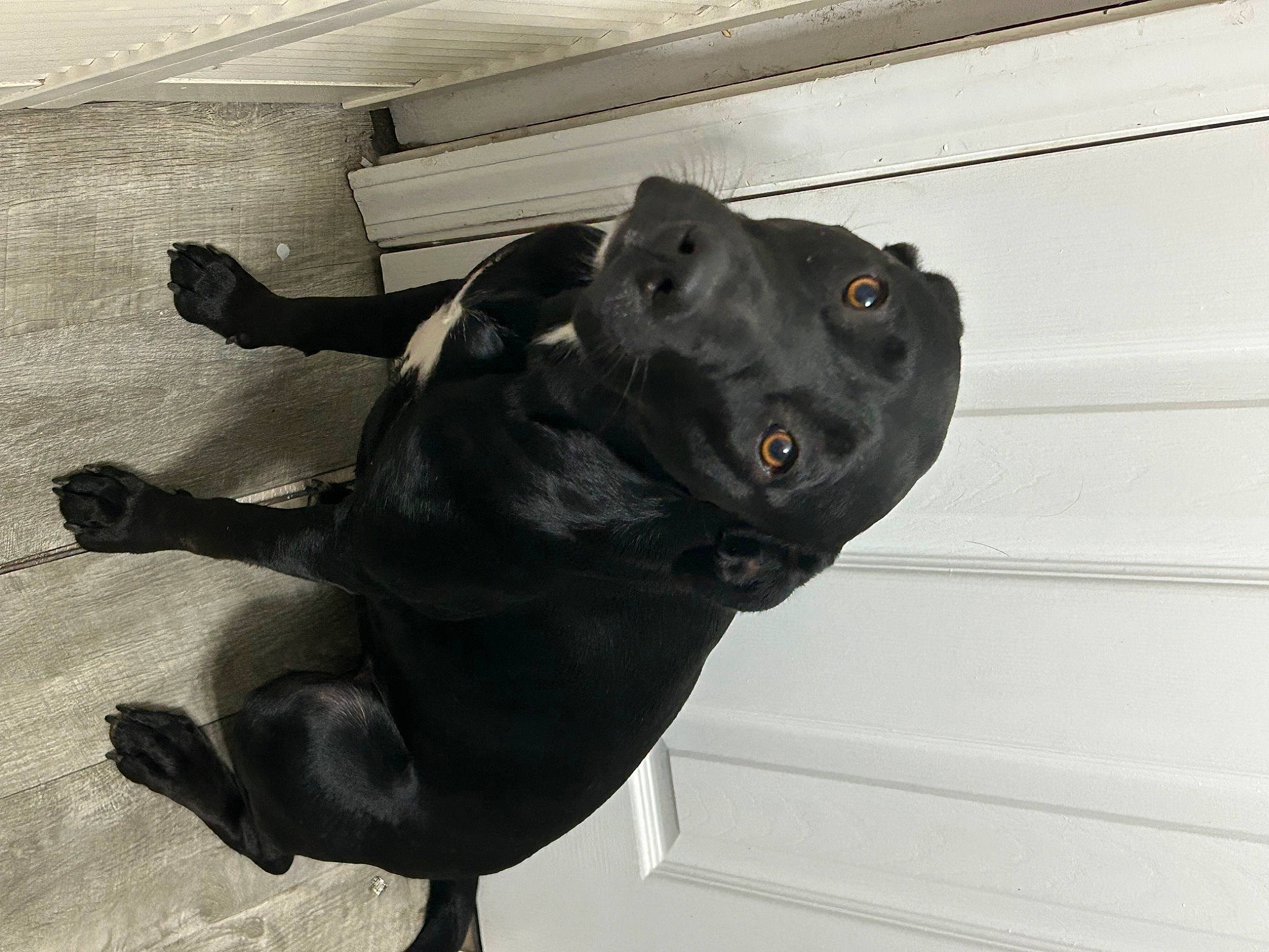 Kahlua joined the competition — help win amazing prizes! borador, canidae, carnivore, collar, companion_dog, dog, dog_breed, dog_collar, fawn, grey, guard_dog, non_sporting_group, pet_supply, snout, sporting_group, tail, terrestrial_animal, whiskers, working_animal