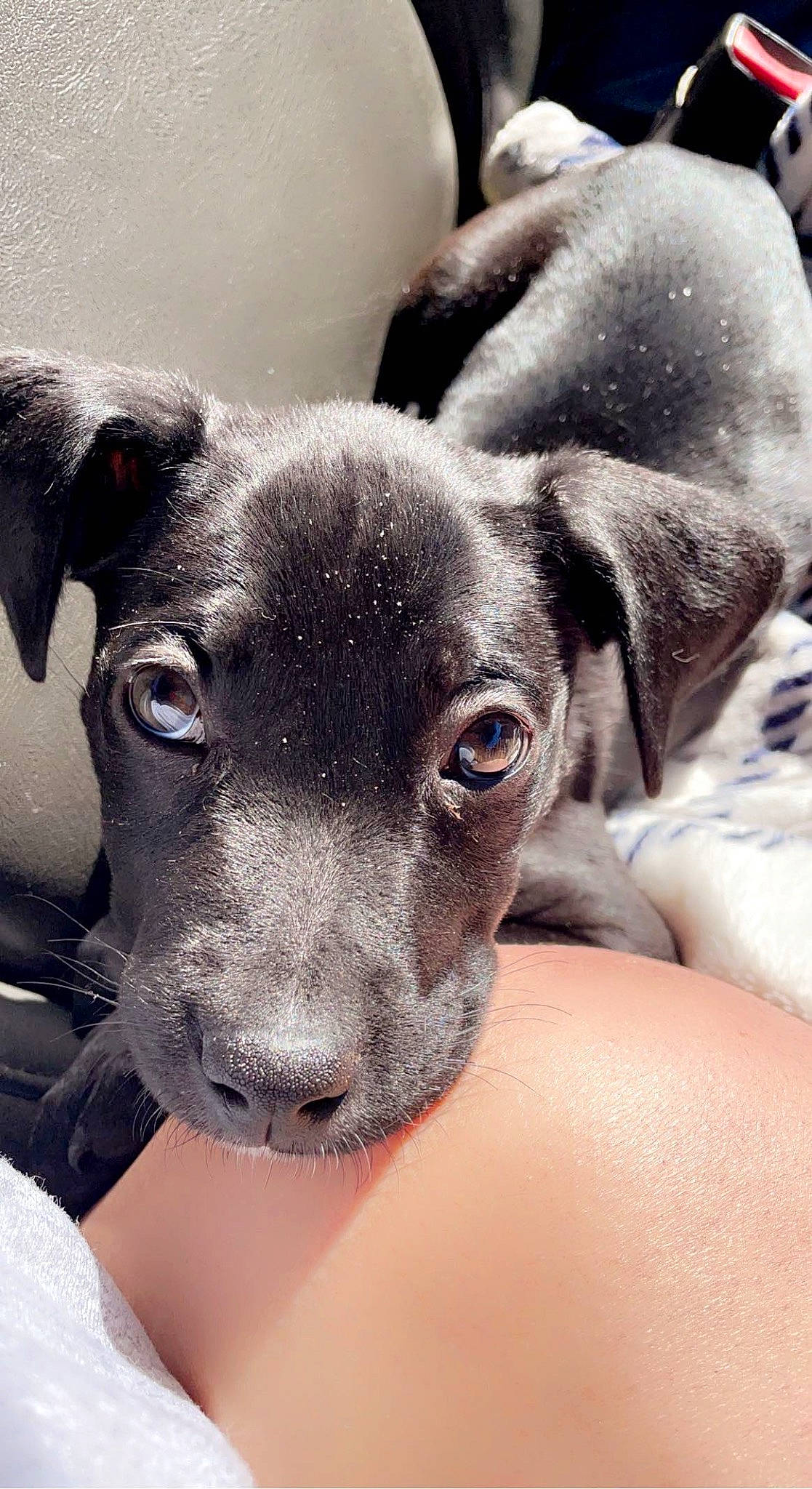 Kahlua joined the competition — help win amazing prizes! borador, canidae, carnivore, comfort, companion_dog, dog, dog_breed, ear, fawn, grey, head, non_sporting_group, paw, puppy, snout, sporting_group, terrestrial_animal, toy_dog, whiskers, working_animal