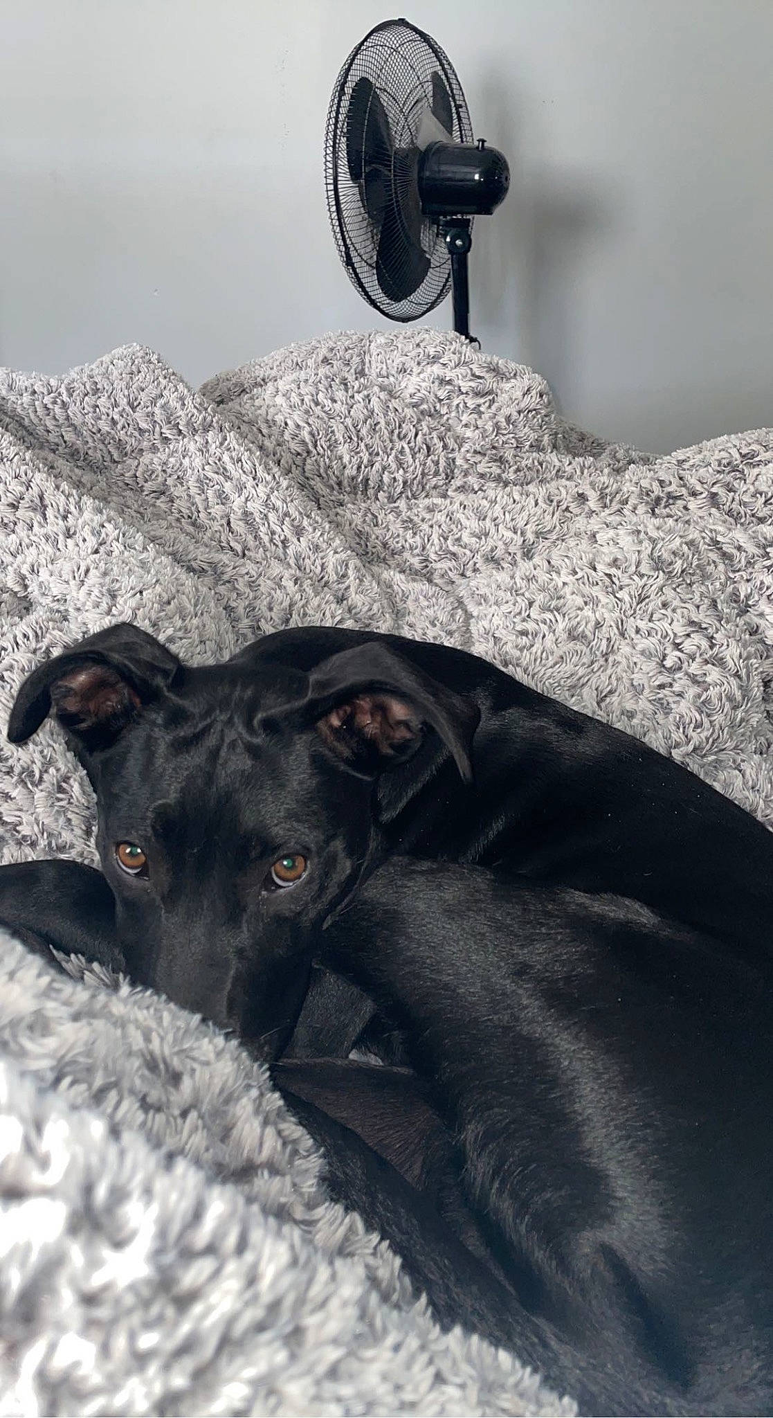 Kahlua is registered to the contest to win money with this photo: borador, canidae, carnivore, collar, companion_dog, dog, dog_breed, dog_collar, fur, grey, guard_dog, monochrome, monochrome_photography, non_sporting_group, plumbing_fixture, snout, sporting_group, toy_dog, whiskers, working_animal