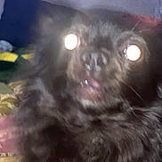 Oscar is registered to the contest to win money with this photo: dog, black_dog, blurry, close_up, flash, glowing_eyes, pet, animal, fur, indoors, dim_light, face, expression, surprised, startled, couch, fabric, background, home, furry