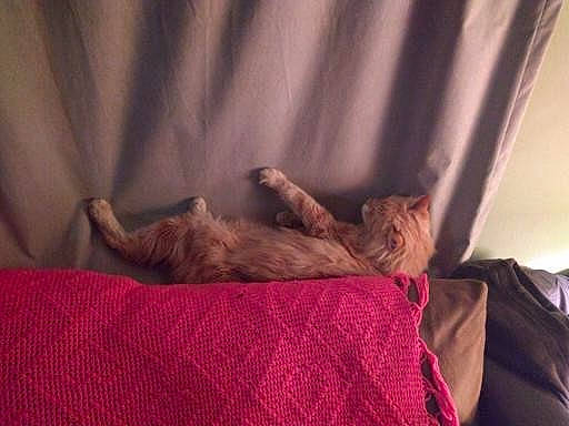 Baby Boy is registered to the contest to win money with this photo: bed, bedding, carnivore, cat, comfort, companion_dog, curtain, dog_breed, fawn, felidae, fur, human_leg, linens, liver, magenta, room, small_to_medium_sized_cats, tail, textile, whiskers