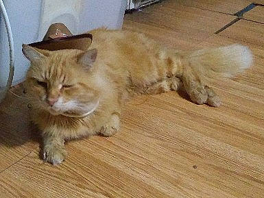 Baby Boy is registered to the contest to win money with this photo: carnivore, cat, domestic_short_haired_cat, fawn, felidae, floor, flooring, fur, hardwood, laminate_flooring, paw, plank, small_to_medium_sized_cats, snout, tail, varnish, whiskers, wood, wood_flooring, wood_stain