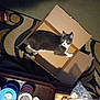 cat, cardboard_box, rug, patterned_rug, sandals, feet, living_room, indoor, pet, domestic_cat, box, curious, stare, yellow_eyes, shadow, table, container, candle, household_items, floor