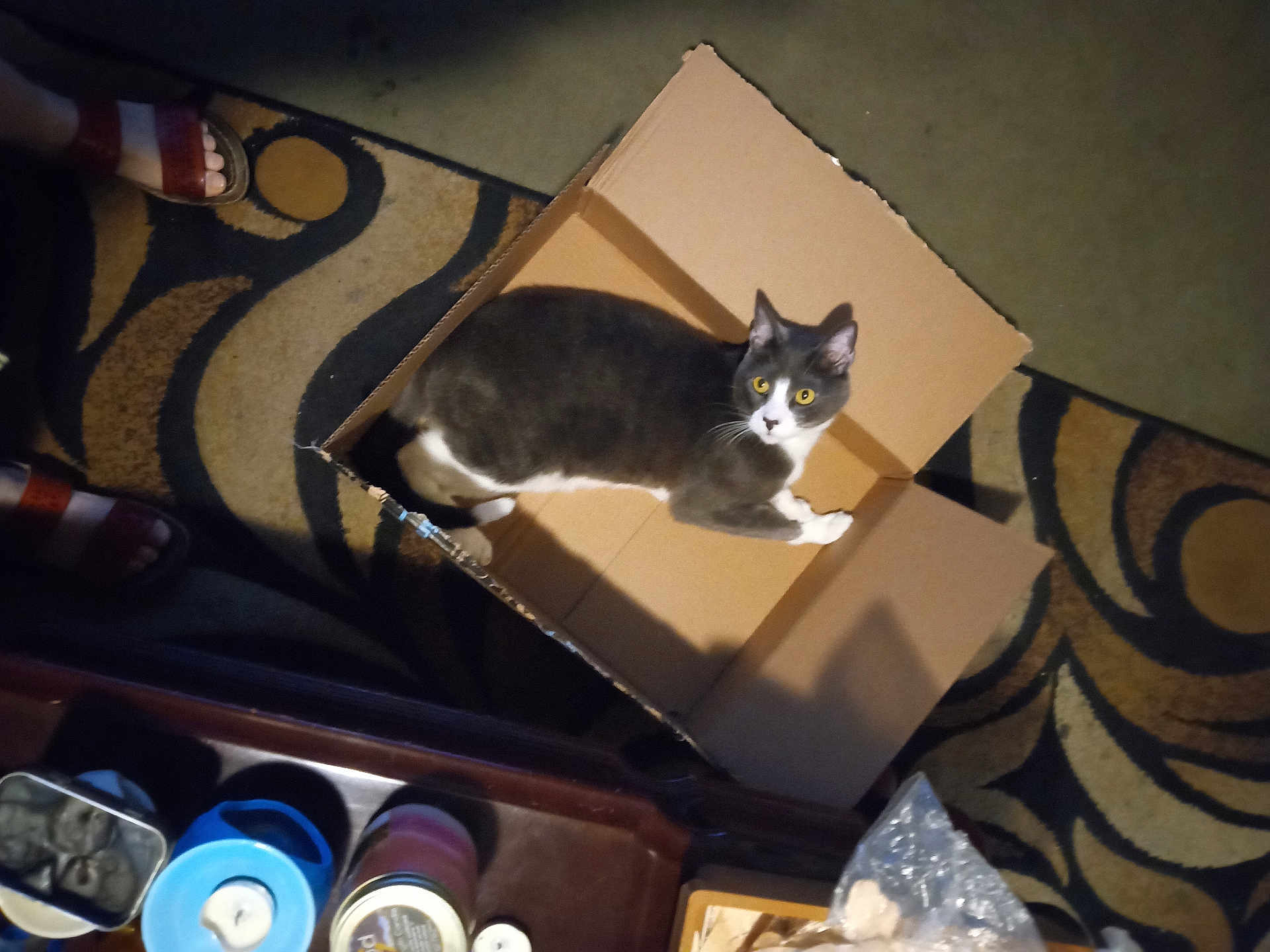 Rascal is registered to the contest to win money with this photo: cat, cardboard_box, rug, patterned_rug, sandals, feet, living_room, indoor, pet, domestic_cat, box, curious, stare, yellow_eyes, shadow, table, container, candle, household_items, floor
