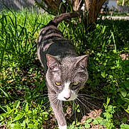 Rachel is registered to the contest to win money with this photo: animal, cat, closeup, curious, daylight, exploration, fur, garden, gray_cat, greenery, nature, outdoor, pet, plants, shadow, sunlight, tree, walking, whiskers, white_paws