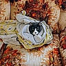 Rachel is registered to the contest to win money with this photo: animal, black_and_white, blanket, cat, chair, comfort, cozy, curious, feline, floral_pattern, furniture, green_eyes, indoor, pet, relaxed, sitting, texture, vintage, warm_colors, wrapped