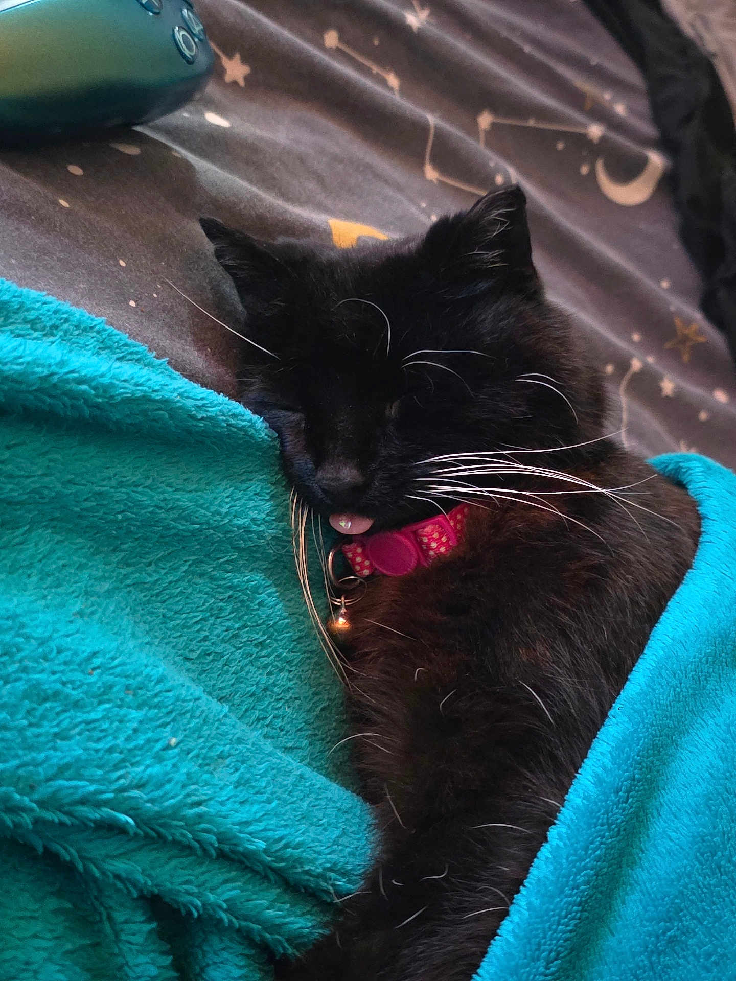 Holly joined the competition — help win amazing prizes! cat, black_cat, sleeping, blanket, turquoise, collar, bell, whiskers, bed, stars, moon, fur, pet, cozy, resting, indoor, cute, domestic_animal, close_up, peaceful