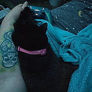 Holly joined the competition — help win amazing prizes! black_cat, cat_collar, tattoo, arm, game_controller, blanket, blue_blanket, polka_dot, pink_collar, indoor, person, hand, gaming, night_theme, stars, moon, relaxing, pet, feline, cozy
