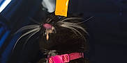 Holly is registered to the contest to win money with this photo: cat, black_cat, pet, pink_collar, whiskers, tongue, treat, hand, indoor, dark_background, food_packet, licking, close_up, animal, domestic_cat, feline, collar_bell, motion_blur, feeding, cute