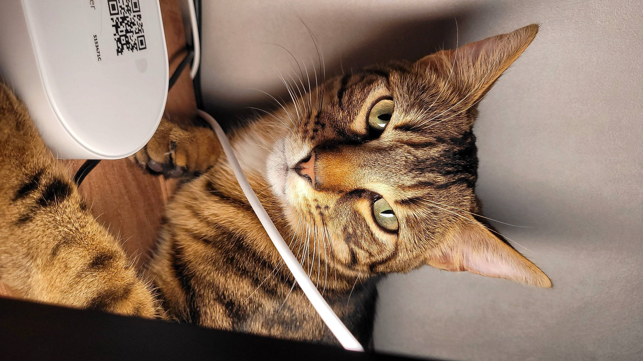 Timy a rejoint le concours — aidez-le/la à gagner de superbes lots ! carnivore, cat, claw, comfort, domestic_short_haired_cat, fang, felidae, fur, paw, small_to_medium_sized_cats, snout, terrestrial_animal, whiskers, wildlife