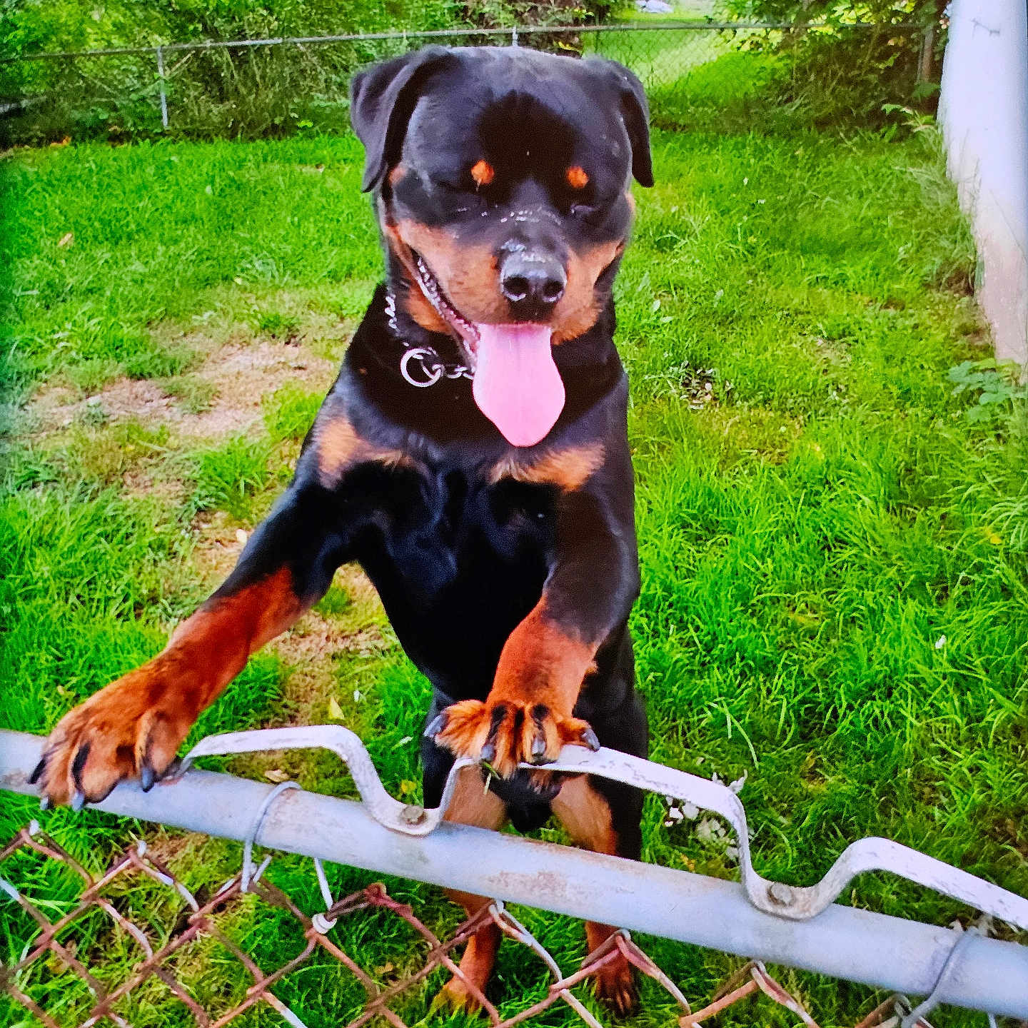 Maximus