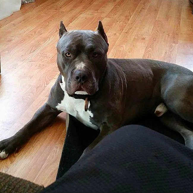 Duke