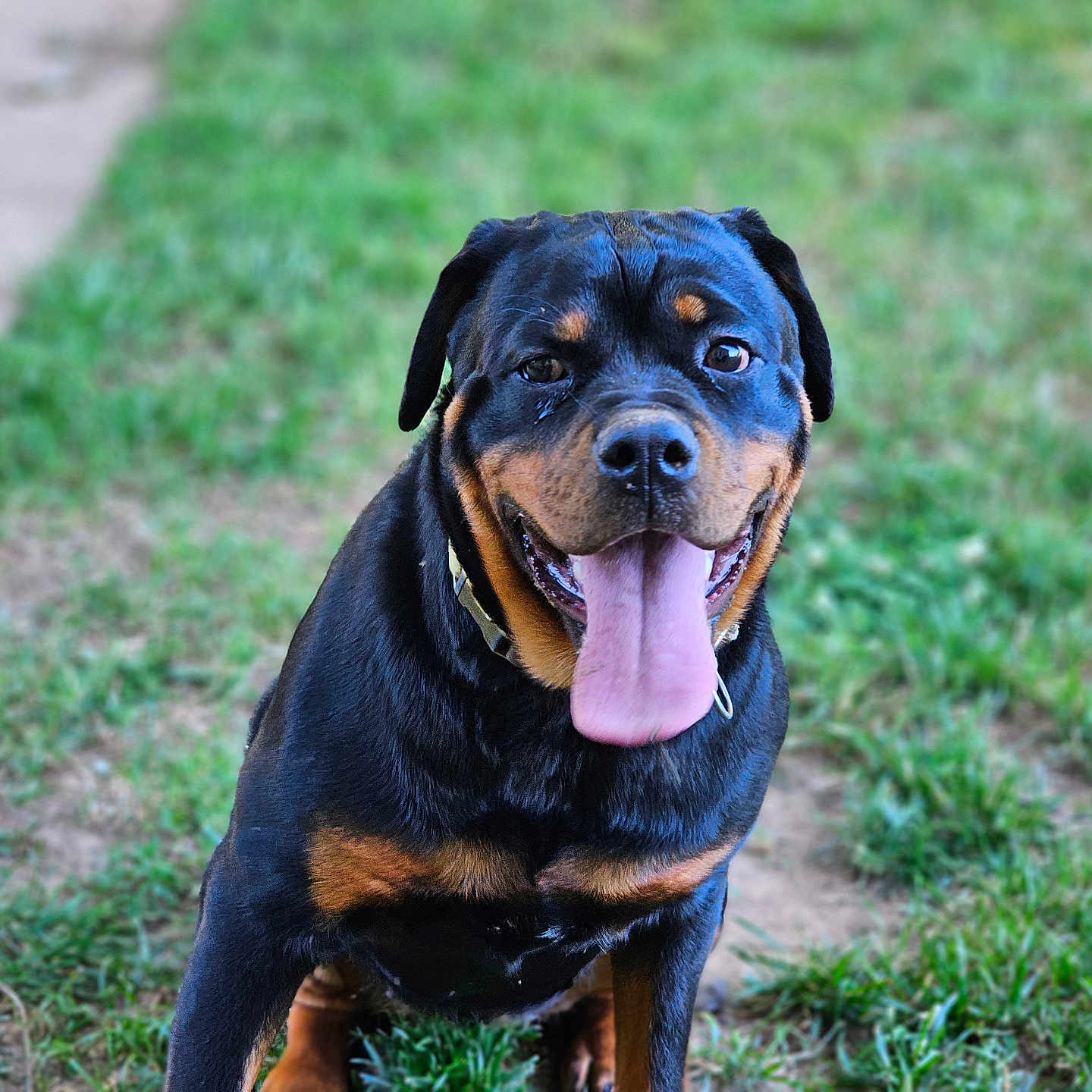Zena joined the competition — help win amazing prizes! animal, bodypart, boxer, bulldog, canine, dog, field, grass, grassland, hound, labradorretriever, lawn, mouth, nature, person, pet, pitbull, plant, puppy, tongue