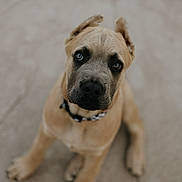 Anakin is registered to the contest to win money with this photo: puppy, dog, pet, animal, sitting, looking_up, brown, black_nose, collar, fur, ears, floor, cute, young_dog, portrait, canine, indoor, adorable, closeup, friendly