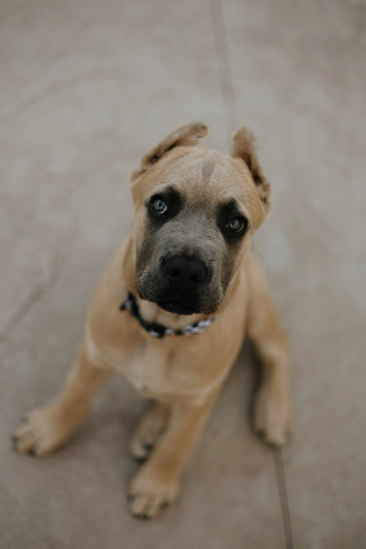 Anakin is registered to the contest to win money with this photo: puppy, dog, pet, animal, sitting, looking_up, brown, black_nose, collar, fur, ears, floor, cute, young_dog, portrait, canine, indoor, adorable, closeup, friendly
