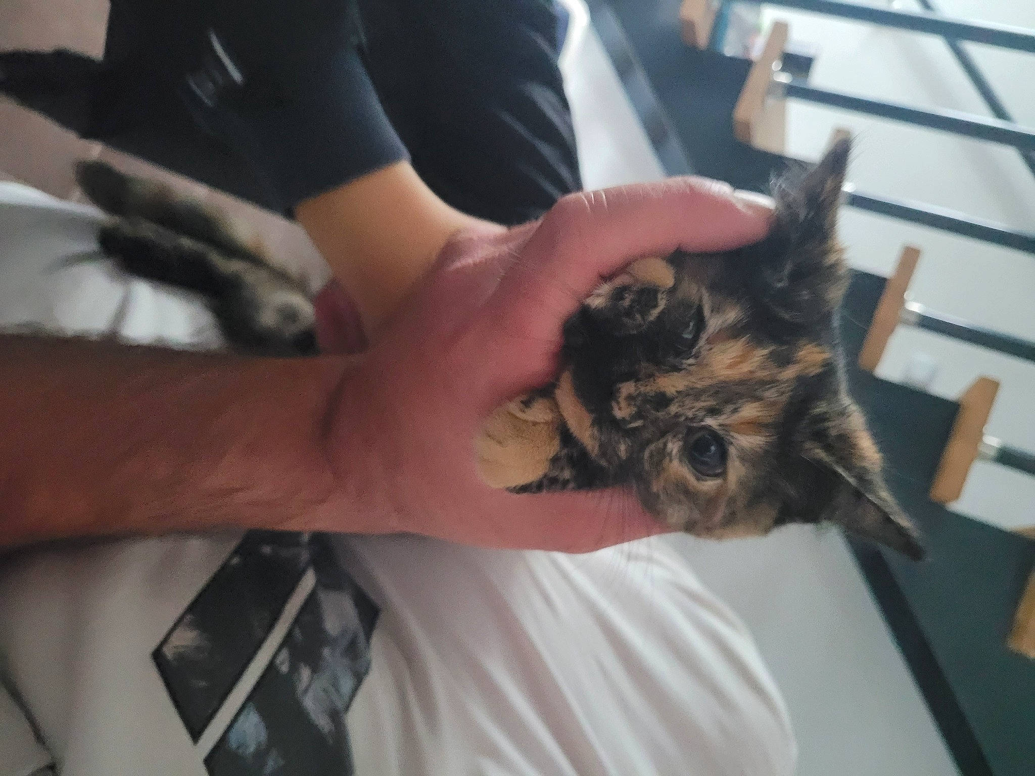 Caramel a rejoint le concours — aidez-le/la à gagner de superbes lots ! bat, carnivore, cat, claw, domestic_short_haired_cat, felidae, fur, gesture, hand, metal, mobile_phone, small_to_medium_sized_cats, whiskers, wildlife_biologist, wood, wrist