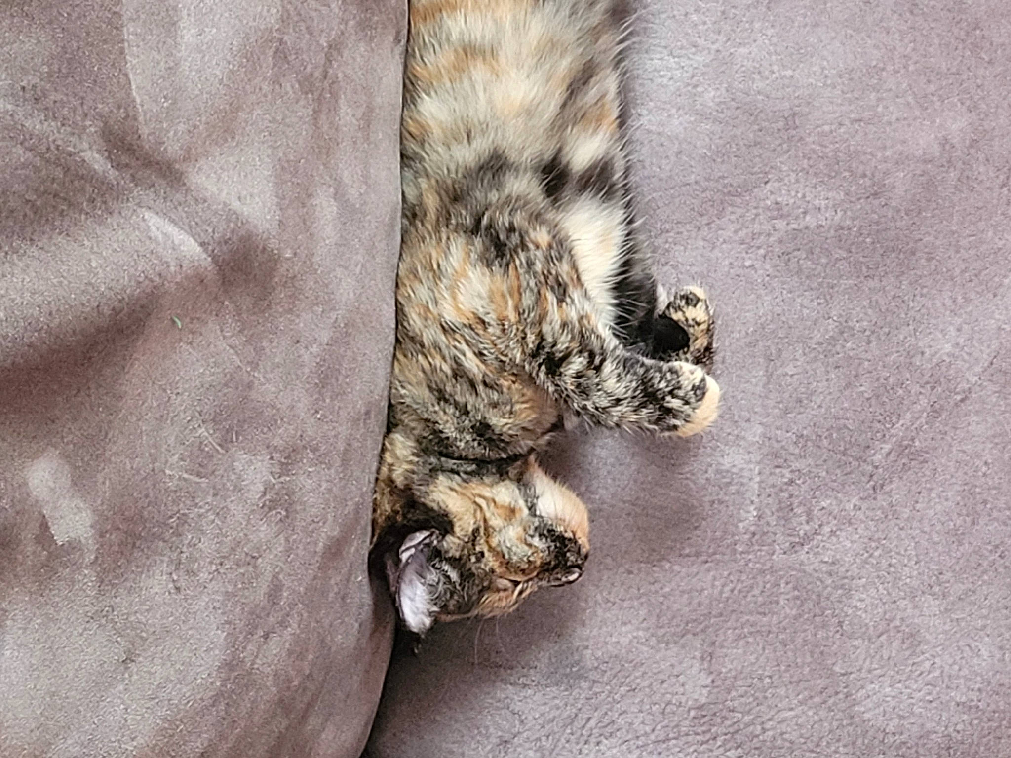 Caramel a rejoint le concours — aidez-le/la à gagner de superbes lots ! carnivore, cat, claw, comfort, domestic_short_haired_cat, felidae, fur, grey, linens, pattern, paw, sleep, small_to_medium_sized_cats, tail, terrestrial_animal, whiskers, wildlife