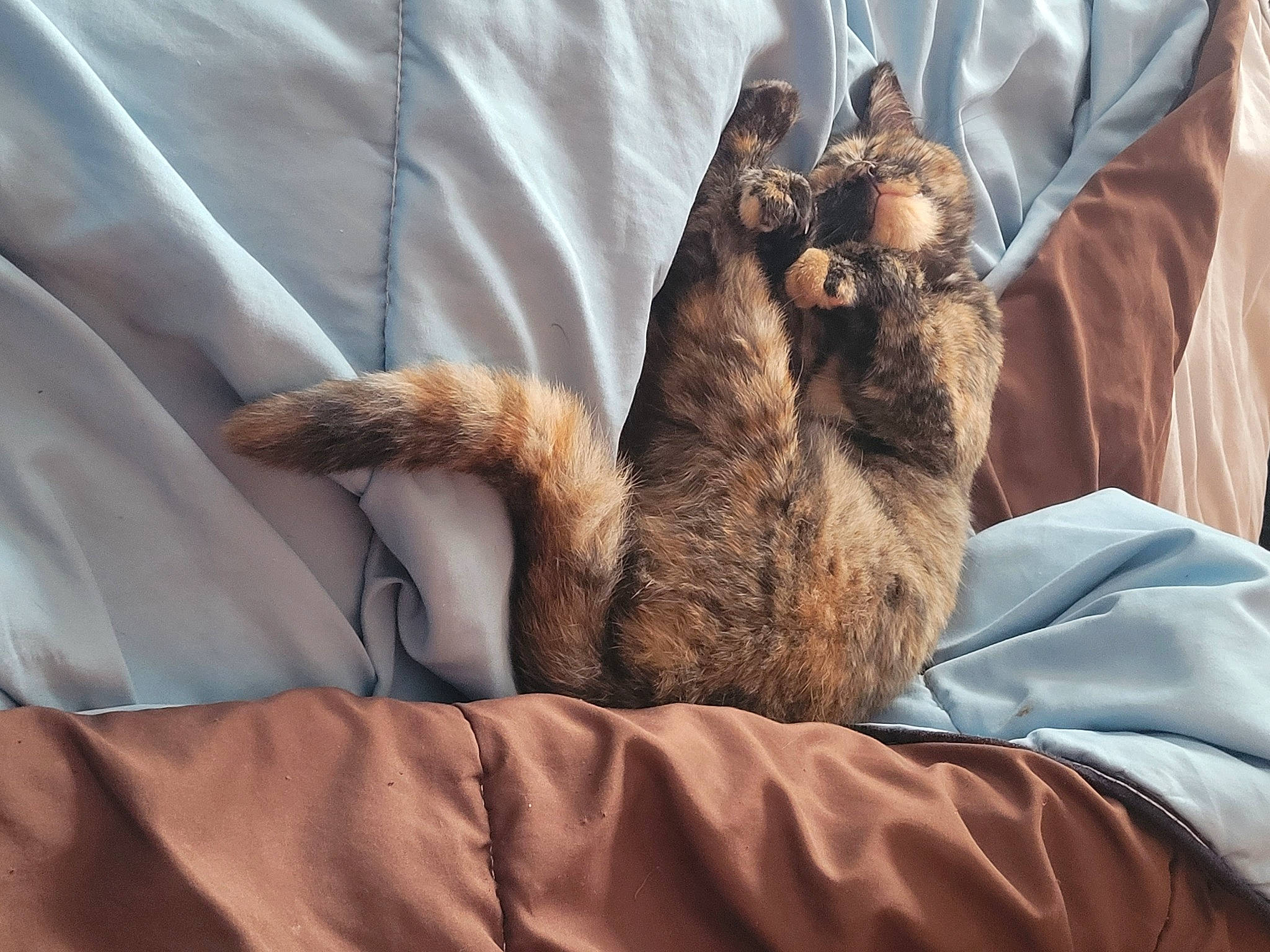Caramel participe au concours pour gagner de l'argent avec cette photo : bed, carnivore, cat, claw, comfort, dog_breed, domestic_short_haired_cat, fawn, felidae, fur, gesture, glasses, human_leg, leg, linens, liver, sleeve, small_to_medium_sized_cats, sporting_group, whiskers