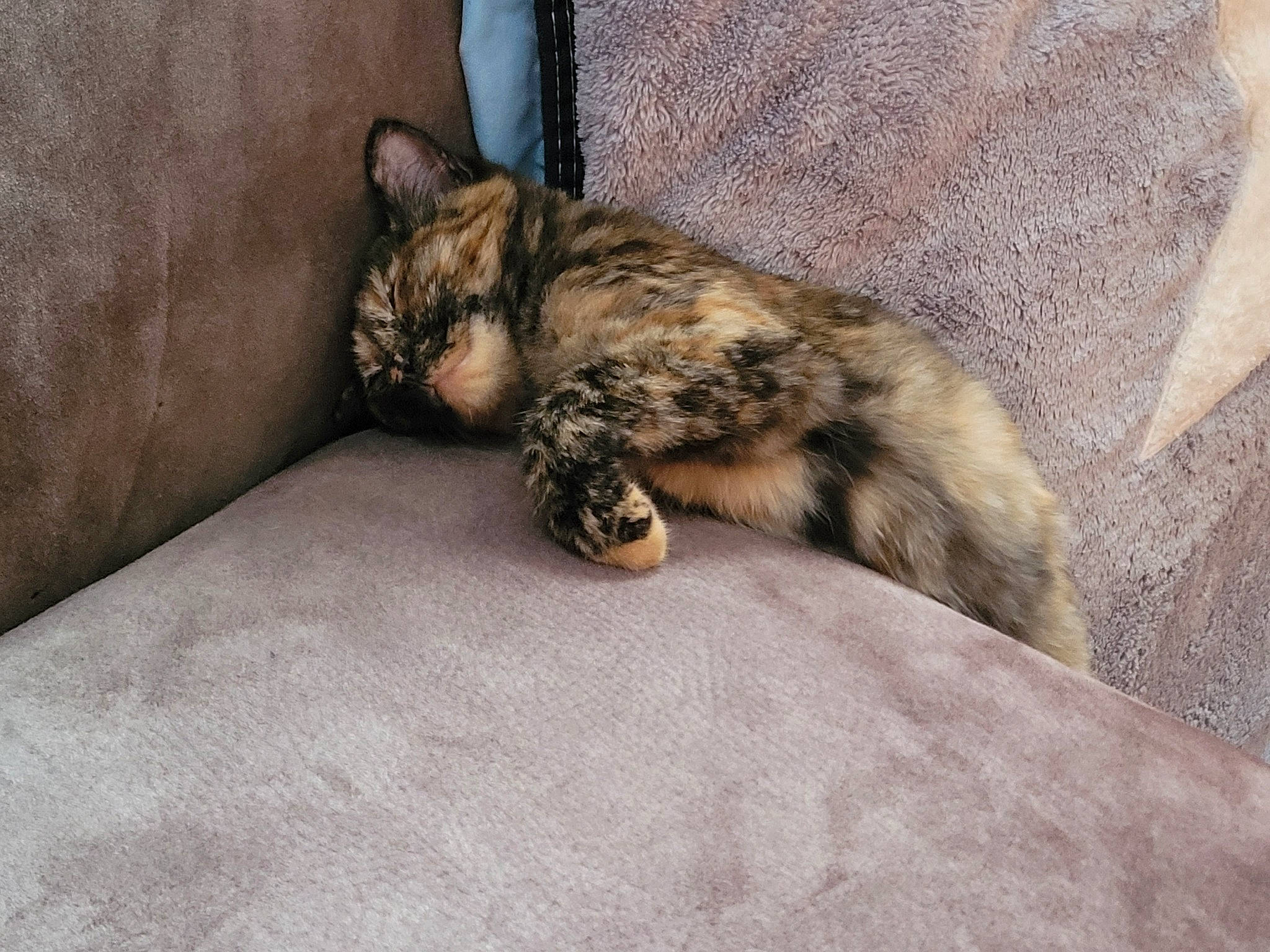 Caramel participe au concours pour gagner de l'argent avec cette photo : carnivore, cat, claw, comfort, domestic_short_haired_cat, fawn, felidae, flooring, fur, grey, nap, paw, sleep, small_to_medium_sized_cats, snout, tail, terrestrial_animal, whiskers, wildlife, wood