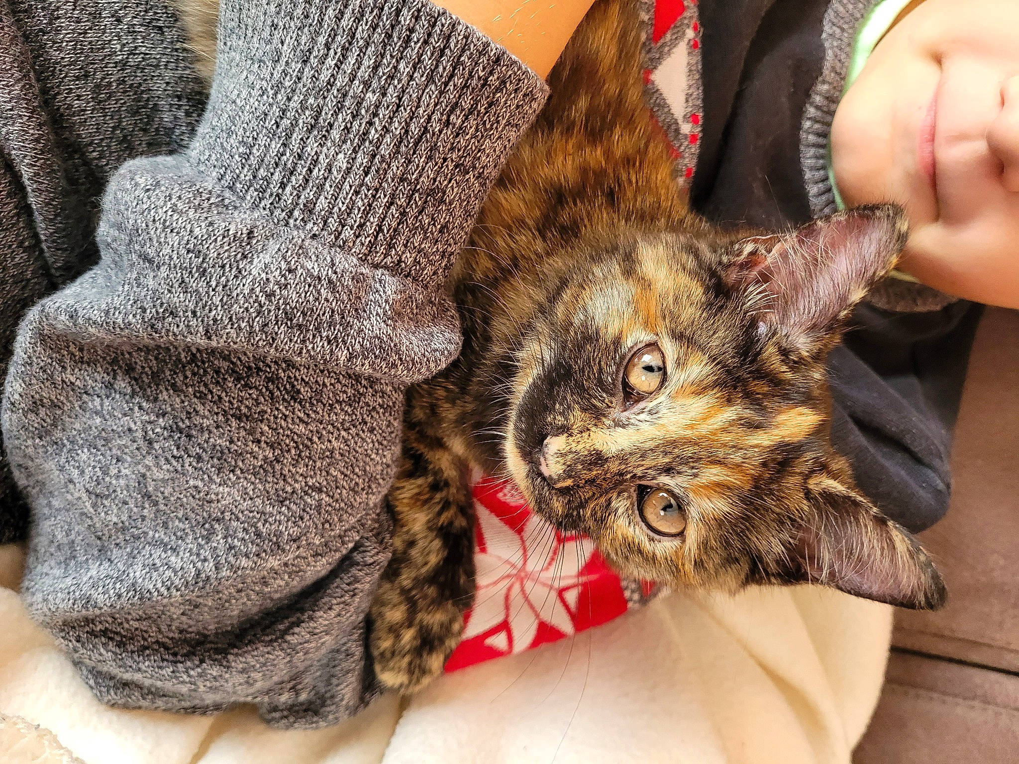 Caramel a rejoint le concours — aidez-le/la à gagner de superbes lots ! carnivore, cat, claw, comfort, domestic_short_haired_cat, fashion_accessory, fawn, felidae, foot, fur, gesture, human_leg, lap, leg, nail, pattern, paw, small_to_medium_sized_cats, smile, whiskers