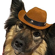 Magnus is registered to the contest to win money with this photo: dog, animal, pet, cowboy_hat, ears, fur, portrait, cute, closeup, face, adorable, black, brown, white_background, fluffy, looking, canine, hat, headwear, domestic_animal
