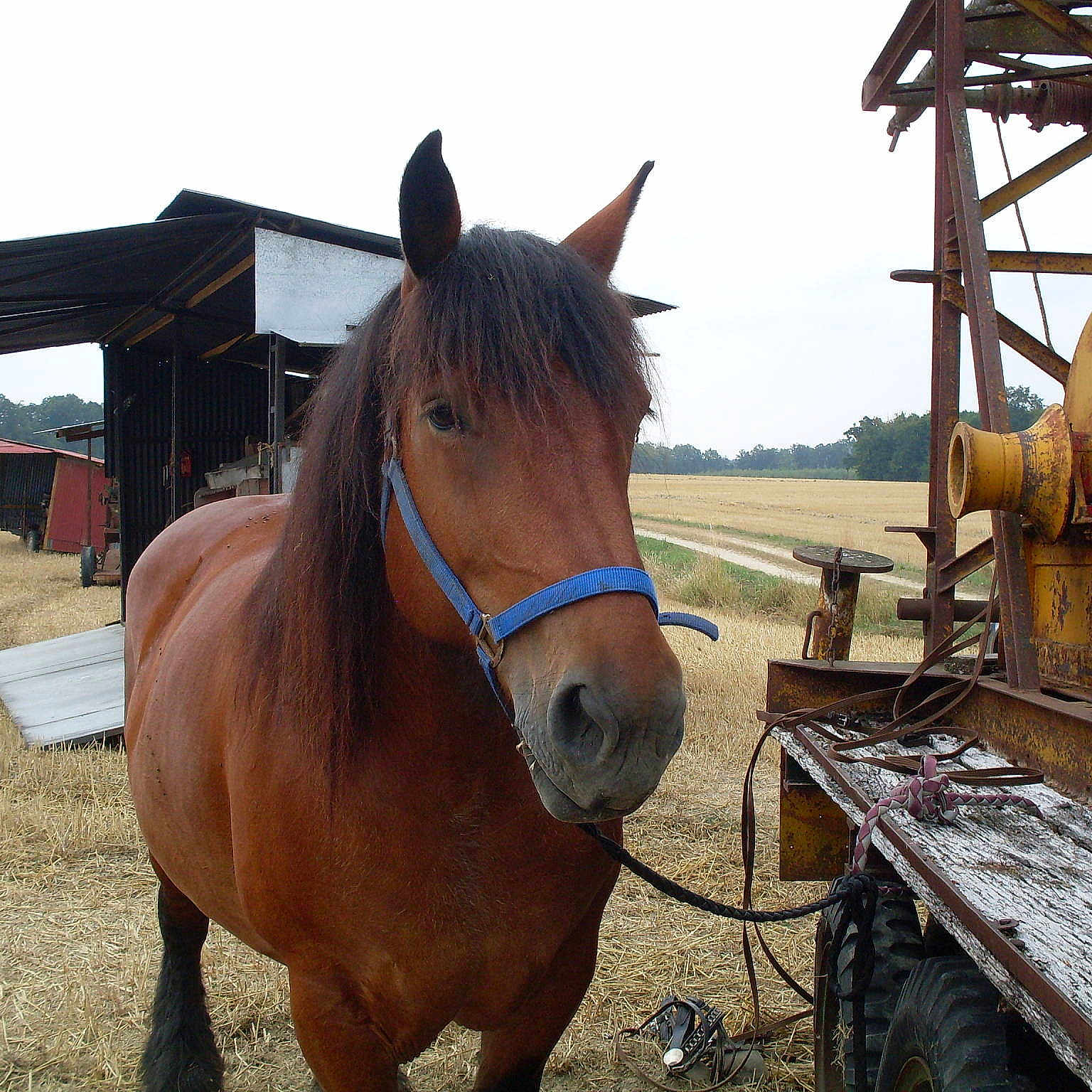 Sachesse