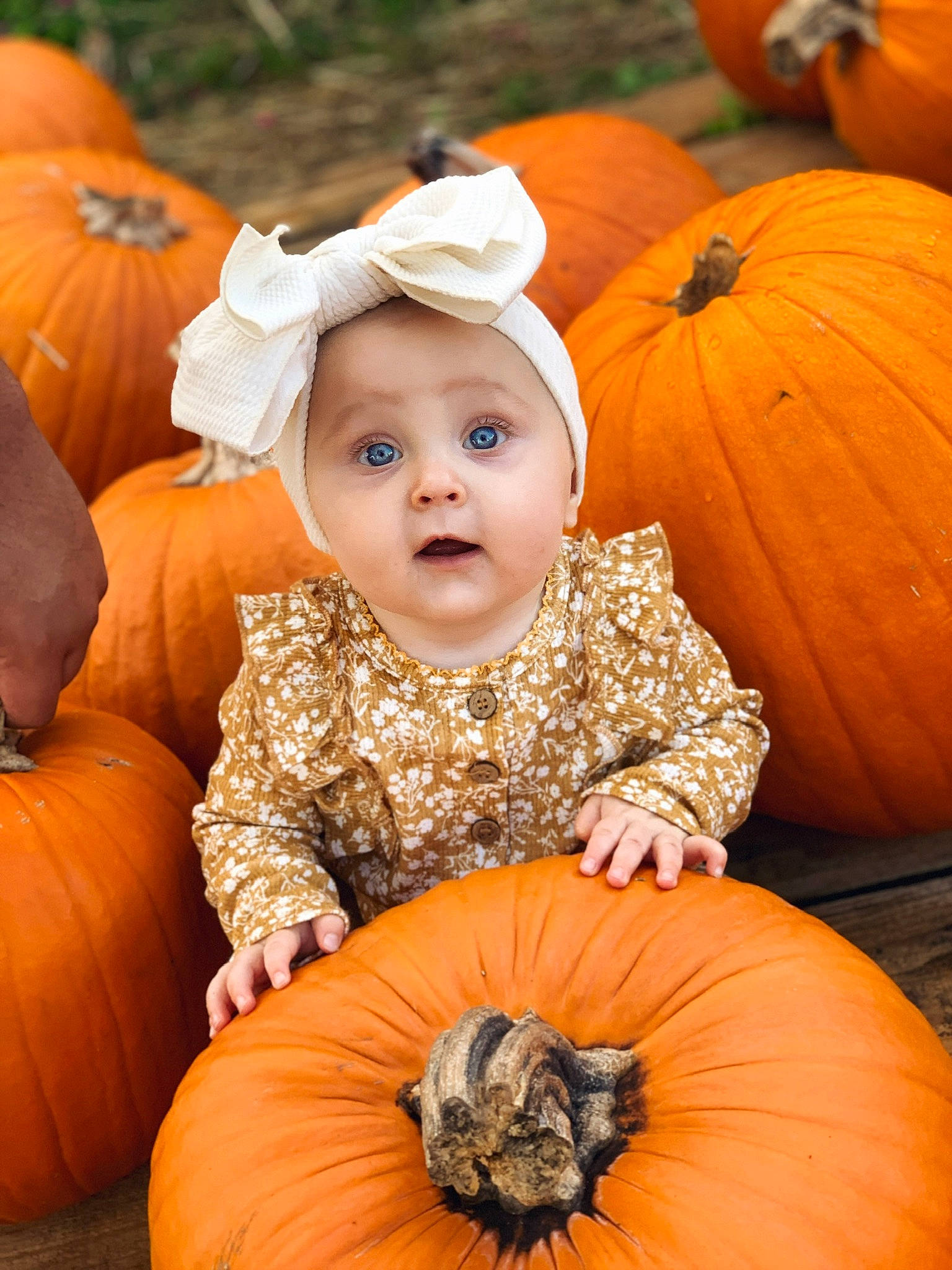 Novaleigh Grace joined the competition — help win amazing prizes! baby_toddler_clothing, black, calabaza, eye, facial_expression, gourd, grass, head, headwear, human_body, natural_foods, nature, orange, organ, people, person, photograph, plant, pumpkin, squash