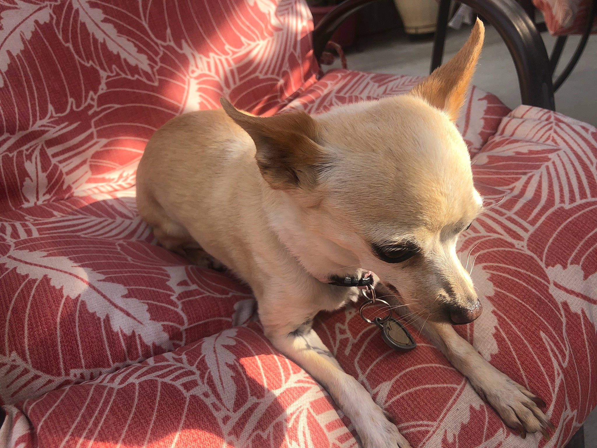 Marley is registered to the contest to win money with this photo: ancient_dog_breeds, canidae, carnivore, chihuahua, companion_dog, dog, dog_breed, ear, fawn, mammal, puppy, snout, toy_dog, vertebrate, whiskers